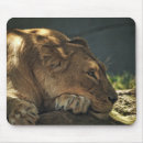 Suche nach löwen mousepads Natur