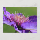 Suche nach clematis postkarten Weiß