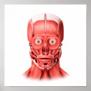 Suche nach menschliches gesicht poster Anatomie