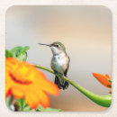 Suche nach kolibris untersetzer Hummer
