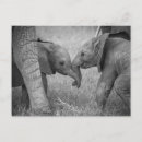 Suche nach junger elefant postkarten Afrika