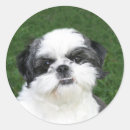 Suche nach shih tzu aufkleber Haustier