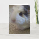 Suche nach cavy karten Pigs