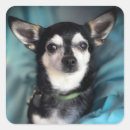 Suche nach hunderettung aufkleber Chihuahua