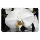 Suche nach orchideen magnete Weißer orchideenmagnet