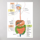 Suche nach menschlich kunst Diagramm