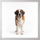 Suche nach saint bernard poster Haustier