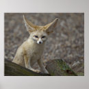 Suche nach fennec poster Tiere