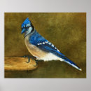 Suche nach blaue federn poster Wild