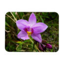 Suche nach orchideen magnete Tropisch