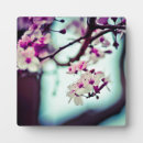 Suche nach kirschblüten fotoplatten Sakura