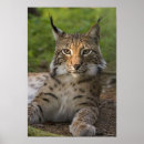 Suche nach exotische katzen poster Katzenartig