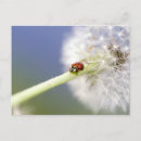 Suche nach beetle poster Flowers