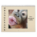 Suche nach affen kalender Borneo