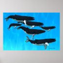 Suche nach humpback whale poster Tiere