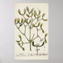 Suche nach mistelzweig poster Beere