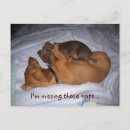 Suche nach dachshund postkarten Dogs