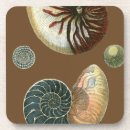 Suche nach muschel untersetzer Konch