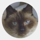 Suche nach wurf aufkleber Katze
