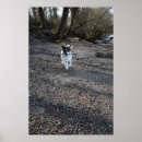 Suche nach jack russell terrier poster Portrait