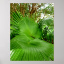Suche nach palme poster Hawaii