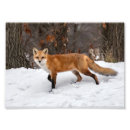 Suche nach fuchs schnee poster Wild