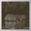 Suche nach zebra poster Wildlife