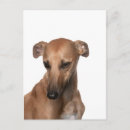 Suche nach whippet postkarten Haustier