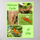 Suche nach lebenszyklus poster Schmetterling