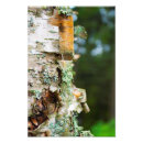 Suche nach birkenrinde poster Baum