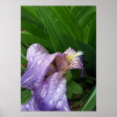 Suche nach rain poster Blume