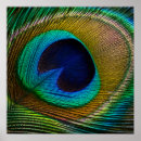 Suche nach vogelfeder poster Pfauenfeder
