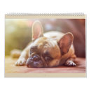 Suche nach französische kalender Frenchie