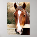 Suche nach pferd poster Nutztier