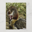 Suche nach gans postkarten Geflügel