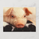 Suche nach ferkel postkarten Lustig