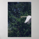 Suche nach wild bird poster Vögel