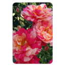 Suche nach weiße rose magnete Rosa