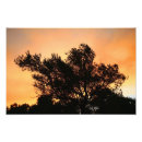 Suche nach olivenbaum poster Himmel