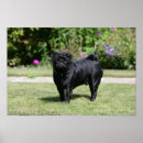 Suche nach schwarzer mops poster Kamera