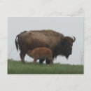 Suche nach bison postkarten Natur