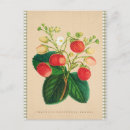 Suche nach vintage ananas postkarten Botanisch
