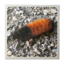 Suche nach raupe fliesen Orange