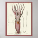 Suche nach cephalopod poster Vintag