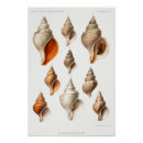 Suche nach vintage muschel poster Meer