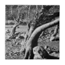 Suche nach bäume fliesen Einzigartig