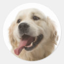 Suche nach golden retriever welpe aufkleber Liebe