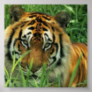 Suche nach porträt poster Wild lebende tiere