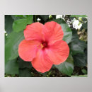 Suche nach schöne blumen poster Wildblumen