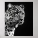 Suche nach schwarze panther poster Leopard